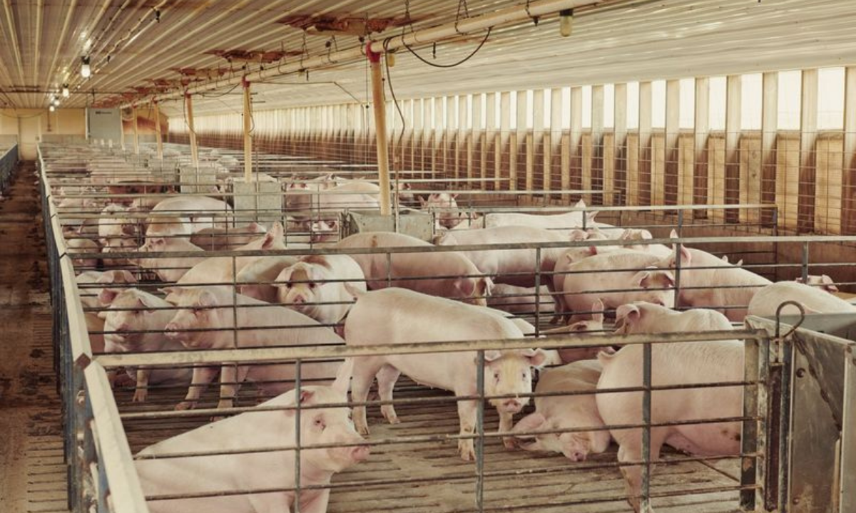California Judge Strikes Down Pork Supply Law